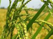 GAMBARANA (pv).Riso, giornata tecnica Lomellina SIS, Coldiretti Pavia Terrepadane