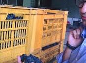 TORRAZZA COSTE (pv). sette eccellenze dell'Oltrepò Pavese premiate Bicchieri Gambero Rosso.