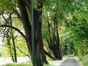 #Buccinasco: niente fare “via della musica”