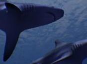 Ocean Rift porterà negli abissi marini