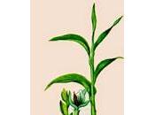 Cardamomo, olio essenziale