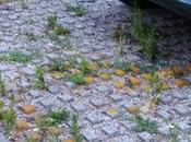 Parcheggio disabili Teatro Camploy