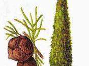 Cipresso, olio essenziale