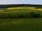 Champagne Jacquart: Vendemmia 2015