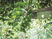 Coppe Riso dolce Latte Cocco Nergi