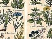 PAVIA. erbe selvatiche calderone delle streghe sulla tavola della salute” incontro Biblioteca Universitaria