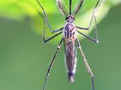 Febbre Dengue: come trasmette quali sono sintomi