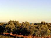 Olio dalla Tunisia Puglia giustamente protesta