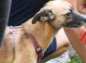 Quale animale domestico scegliere bambini?