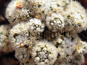 Mammillaria vetula ssp. gracilis arizona snowcap