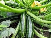 Zucchine tonde ripiene tonno: ultime verdure stagione!