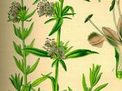 Issopo, olio essenziale