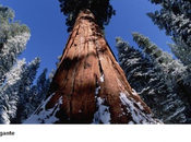 01/10/2015 Tremila miliardi alberi, secondo risultati censimento recente