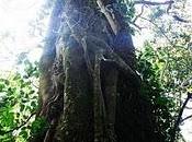 Kakamega Forest