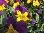 Viole