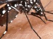 L'estate delle zanzare tigri