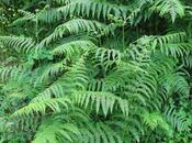 Antiparassitari naturali, felce aquilina attiva contro afidi