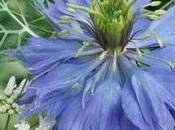 Nigella damascena