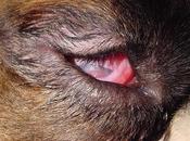 Entropion cane gatto- dott prota oculista veterinario