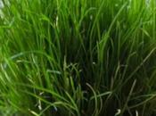 erba gatta