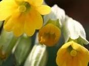 Primula Primavera