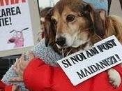 Romania vuole sterminare milioni cani