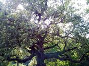 Alberi monumentali, Quercia delle Streghe Capannori (LU)