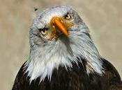 Aquila captat muscas