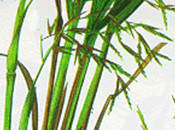 Lemongrass, olio essenziale