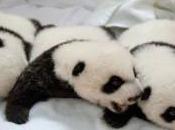 tantissimi vedere cuccioli panda