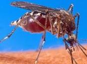 Nobel medicina: premiati studi contro ascaridi malaria