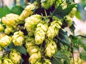 luppolo pessimi dormitori