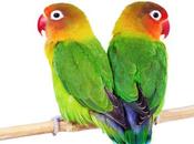 Quello renzismo dice (137) Sulla fuga strategica Renzi Roma giorno della capitolazione Ignazio Marino. padrini Merkel Hollande ordinano l’Italia “non venga lasciata sola”.