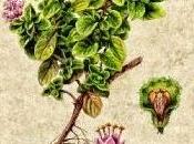 Maggiorana, olio essenziale