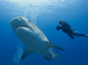 Best Western Hotel Astoria Milano Viaggio squali Africa