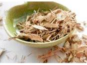 Corteccia Salice Bianco: proprietà benefici