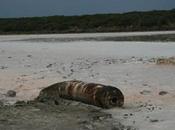 Capo Frasca, indennizzi vicini