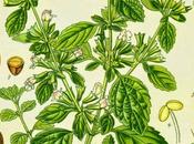 Melissa, olio essenziale