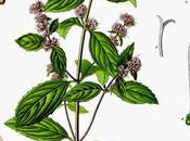 Menta, olio essenziale