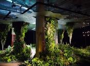 Lowline, mostra primo parco sotterraneo mondo. Ananas, fragole alberi vivono grazie sole crowdfunding