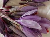 Zafferano, Sulmona l’unico mondo essiccato sulla brace: l’oro rosso abruzzese rischia l’estinzione”