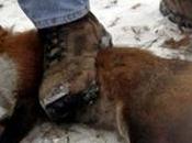 quello diventa collo pelliccia!