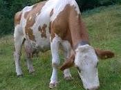 ESSERE DIVERSO...Costantino Posa