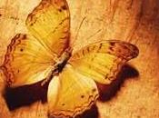 Temi farfalle