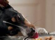 dieta BARF nell'alimentazione cane