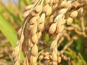 MILANO Accordo filiera riso, domani EXPO.