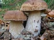 funghi