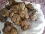 Pesa grammi tartufo bianco grande trovato fabro quest’anno