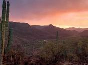 Parte nuova spedizione Venta deserto della Baja California Messico