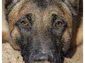 Novità Scoprire: Novembre animali